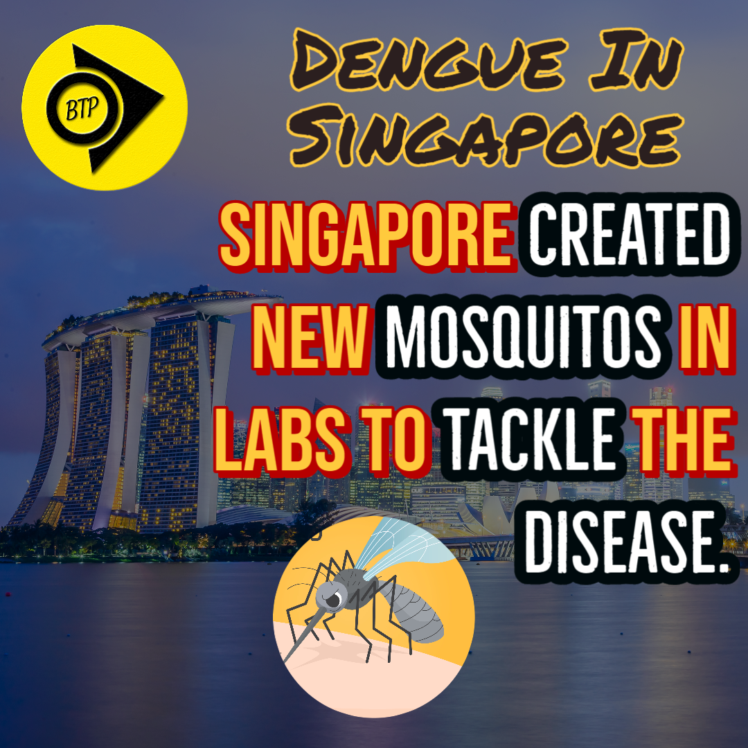 Mosquitoes fighting Dengue in Singapore | Wolbachia